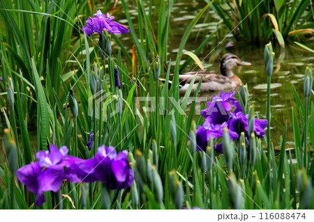 城北公園 菖蒲園 菖蒲と鴨 城北公園 菖蒲園 菖蒲と鴨 116088474
