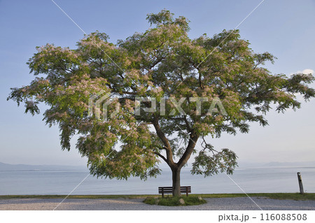 あのベンチと新緑のセンダン　横構図13 116088508