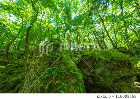 【苔の名所】山犬嶽【上勝町】 116088569