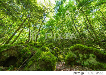 【苔の名所】山犬嶽【上勝町】 116088583