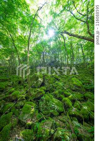 【苔の名所】山犬嶽【上勝町】 116088595