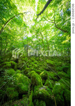 【苔の名所】山犬嶽【上勝町】 【苔の名所】山犬嶽【上勝町】 116088596