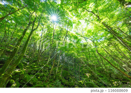 【苔の名所】山犬嶽【上勝町】 116088609