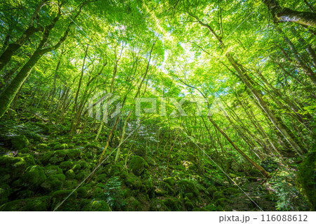 【苔の名所】山犬嶽【上勝町】 116088612