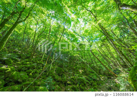 【苔の名所】山犬嶽【上勝町】 116088614