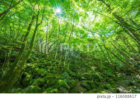 【苔の名所】山犬嶽【上勝町】 116088617