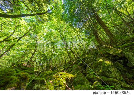 【苔の名所】山犬嶽【上勝町】 116088623