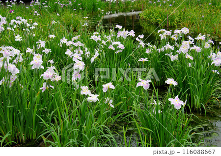城北公園 菖蒲園 菖蒲 城北公園 菖蒲園 菖蒲 116088667