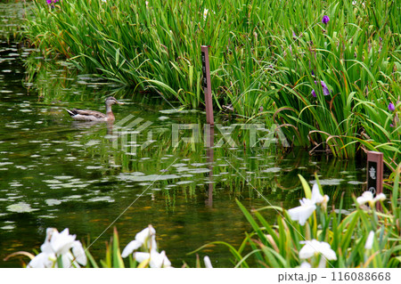 城北公園 菖蒲園 菖蒲 城北公園 菖蒲園 菖蒲 116088668