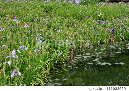 城北公園　菖蒲園　菖蒲 116088669