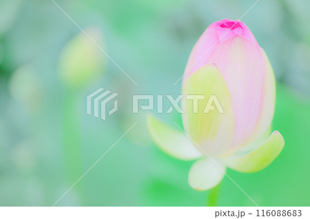 夏の朝、小雨に濡れる美しい蓮の蕾 夏の朝、小雨に濡れる美しい蓮の蕾 116088683