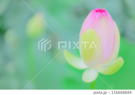 夏の朝、小雨に濡れる美しい蓮の蕾 夏の朝、小雨に濡れる美しい蓮の蕾 116088684