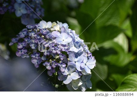 可愛らしいオタフク紫陽花 可愛らしいオタフク紫陽花 116088694