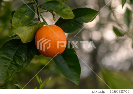 oranges branch with green leaves on tree 1 116088703