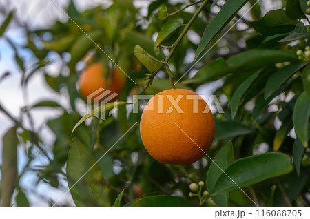 orange tree branches with ripe juicy fruits. natural fruit background outdoors. 5 orange tree branches with ripe juicy fruits. natural fruit background outdoors. 5 116088705