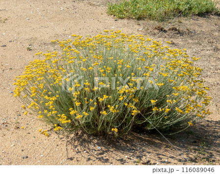 Helichrysum stoechas shrub with yellow flowers. Helichrysum stoechas shrub with yellow flowers. 116089046