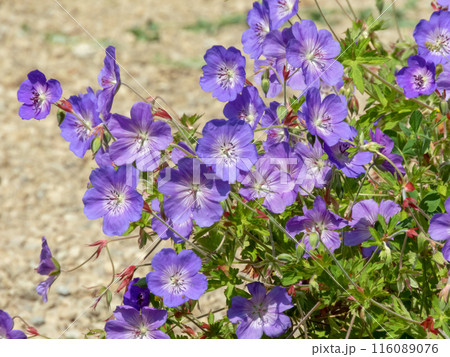 Violet-blue geranium or cranesbill hybrid flowers with white center 116089076