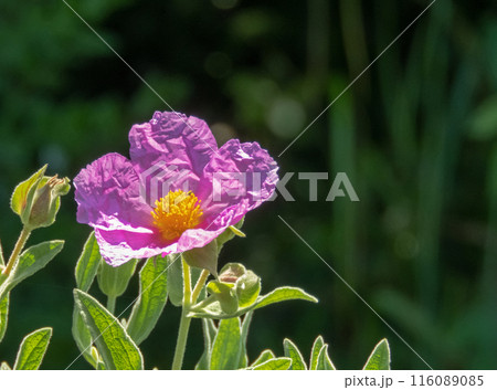Grey-leaved cistus or cistus albidus pink flower with crinkled petals and yellow stamens in the backlit on the dark blurred background 116089085