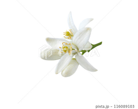 Neroli blossom flowers and buds isolated on white 116089103