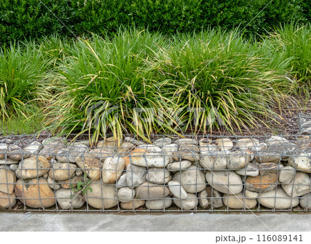 Gabion wall,carex morrowii or japanese sedge and bush hedge. Gabion wall,carex morrowii or japanese sedge and bush hedge. 116089141