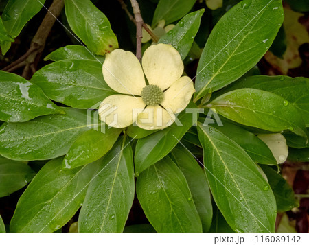 Cornus capitata or evergreen dogwood flower with white greenesh petals close-up. 116089142