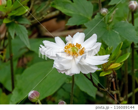 Anemone japanese or eriocapitella hupehensis cultivar white double flower with yellow stamens in the shady garden Anemone japanese or eriocapitella hupehensis cultivar white double flower with yellow stamens in the shady garden 116089144
