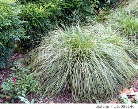 Carex brunnea or greater brown sedge clump-forming ornamental grass in the garden Carex brunnea or greater brown sedge clump-forming ornamental grass in the garden 116089146