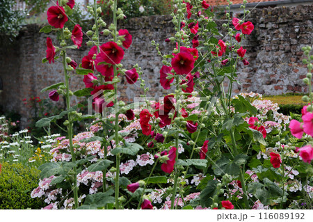 Hollyhock (Alcea rosea) Hollyhock (Alcea rosea) 116089192