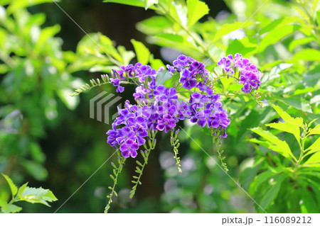 紫色のデュランタ(or ハリマツリ)の花 紫色のデュランタ(or ハリマツリ)の花 116089212