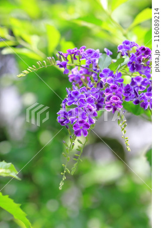紫色のデュランタ（or ハリマツリ）の花 116089214