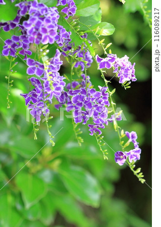 紫色のデュランタ（or ハリマツリ）の花 116089217