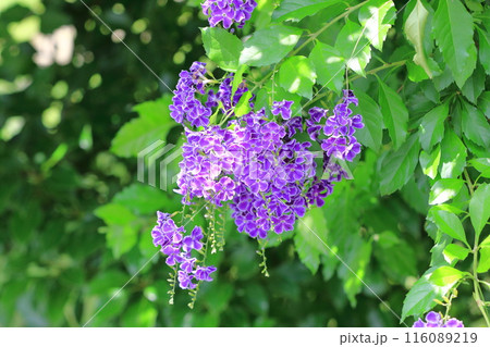 紫色のデュランタ（or ハリマツリ）の花 116089219