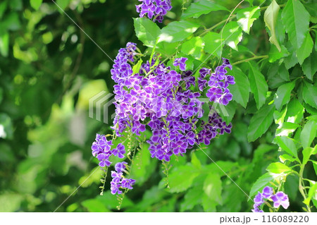 紫色のデュランタ（or ハリマツリ）の花 116089220