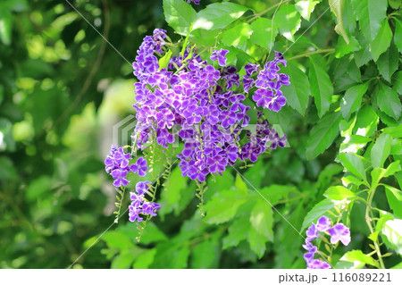 紫色のデュランタ（or ハリマツリ）の花 116089221