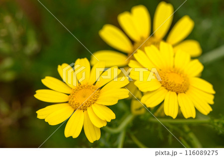 View of glebionis segetum (Chrysanthemum segetum) in the field. It is a species of flowering plant in the family Asteraceae. View of glebionis segetum (Chrysanthemum segetum) in the field. It is a species of flowering plant in the family Asteraceae. 116089275