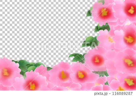 Rose of Sharon flower card 1 Rose of Sharon flower card 1 116089287