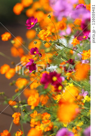 コスモス畑の中に咲いたコスモス　【千葉県佐倉市佐倉ふるさと広場にて】 116089481