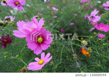 コスモスの花のある風景 【千葉県佐倉市佐倉ふるさと広場にて】 コスモスの花のある風景 【千葉県佐倉市佐倉ふるさと広場にて】 116089544