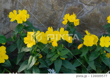 Flowerbed. Oenothera biennis is growing in garden. Yellow flowers. Flowerbed. Oenothera biennis is growing in garden. Yellow flowers. 116089577