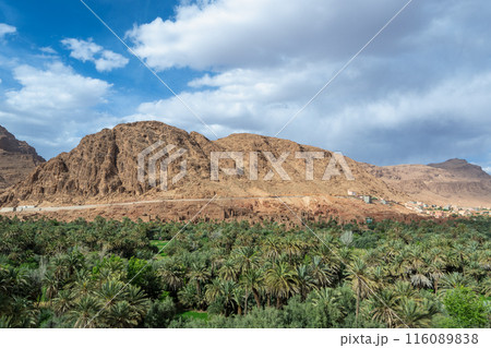 Verdant Oasis at Todra Gorges, Morocco. Verdant Oasis at Todra Gorges, Morocco. 116089838