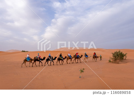 Dawn camel safari in the Merzouga Desert, Morocco. 116089858