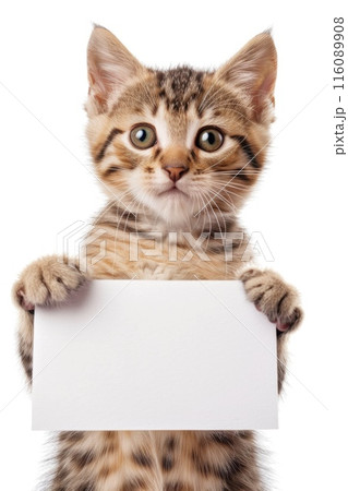 Adorable Tabby Cat Peeking Over Blank White Sign Isolated on White Background 116089908