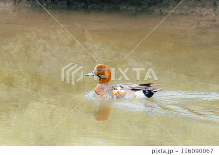 The stillness of the water is broken by the gentle ripples created by a duck as it navigates its way through the calm pond. The stillness of the water is broken by the gentle ripples created by a duck as it navigates its way through the calm pond. 116090067
