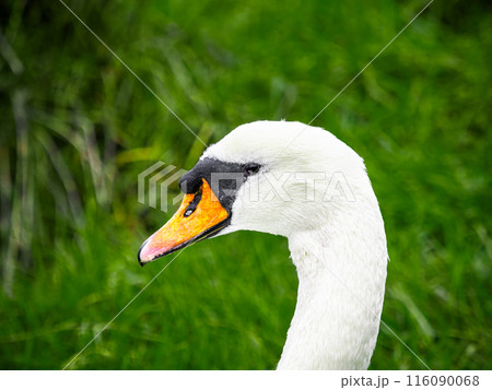 A swan's head, with its orange beak and black eye, peeks out from a vibrant green background, suggesting a moment of calm amidst the lush natural setting. A swan's head, with its orange beak and black eye, peeks out from a vibrant green background, suggesting a moment of calm amidst the lush natural setting. 116090068