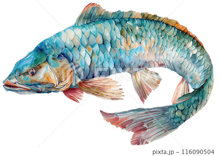 Arapaima, Pastel-colored, in hand-drawn style, watercolor, isolated on white background Arapaima, Pastel-colored, in hand-drawn style, watercolor, isolated on white background 116090504