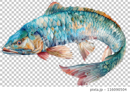 Arapaima, Pastel-colored, in hand-drawn style, watercolor, isolated on white background 116090504