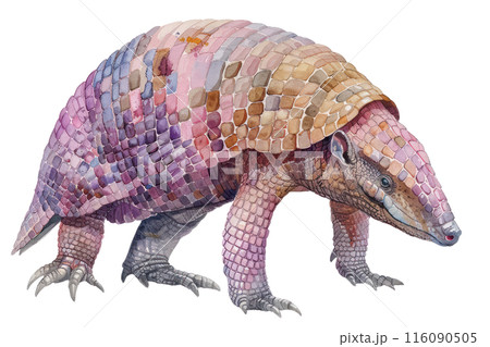 Armadillo, Pastel-colored, in hand-drawn style, watercolor, isolated on white background 116090505
