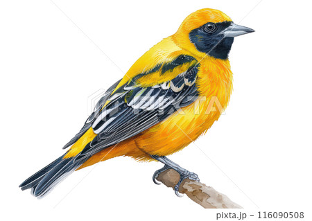 Baltimore oriole, Pastel-colored, in hand-drawn style, watercolor, isolated on white background 116090508
