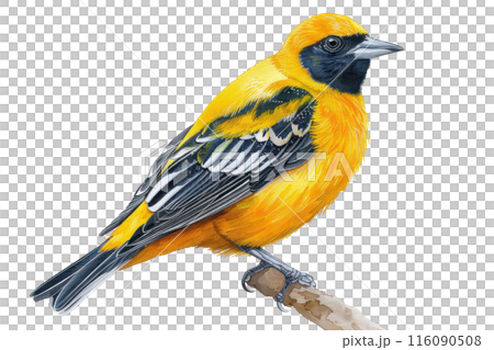 Baltimore oriole, Pastel-colored, in hand-drawn style, watercolor, isolated on white background 116090508