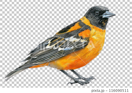 Baltimore oriole, Pastel-colored, in hand-drawn style, watercolor, isolated on white background Baltimore oriole, Pastel-colored, in hand-drawn style, watercolor, isolated on white background 116090511